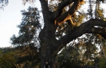 v07-11-14 093_jpg