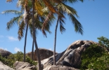 bvi-184