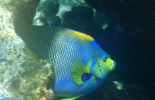 little-tobago-003