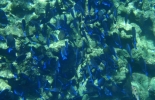 little-tobago-012
