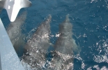 tobago-006