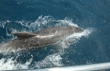 tobago-009