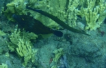 tobago-anse-bateau-012