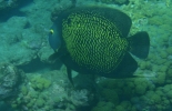 tobago-anse-bateau-031