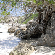 25 jours à Isla Blanquilla